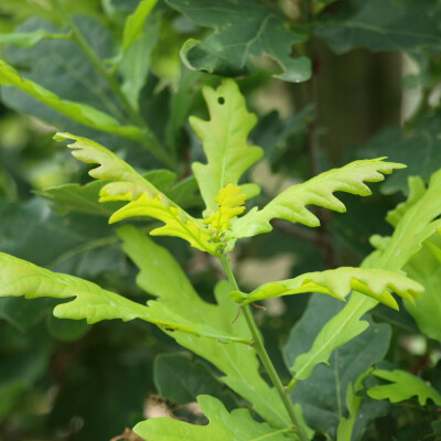 Quercus robur 'Fastigiate Koster'